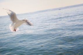 white gull over Lake Constance