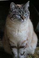 cat with blue eyes on a black background