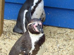 black and white penguin at the zoo