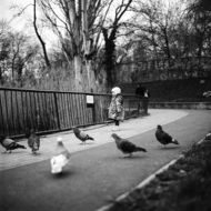 Little Girl and Pigeons