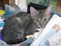 grey kitten lying on the table