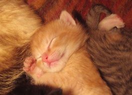 Beautiful cute kittens are sleeping