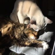 white cat licks sleeping friend