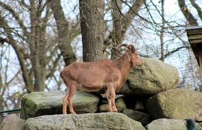 wild brown goat in the zoo