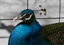 blue noble peacock close up