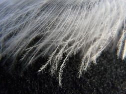 bird feather edge on black background