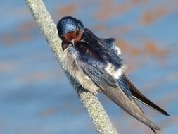 young swallow