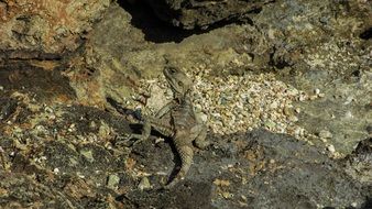 camouflaged reptile in cyprus