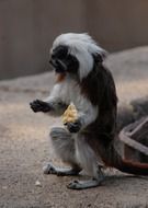 black and white Wild monkey in the zoo