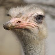 funny ostrich head