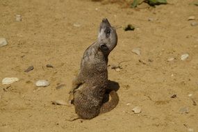 meerkat on the sand on a sunny day