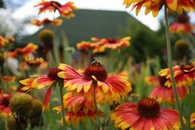 insects in the flower garden