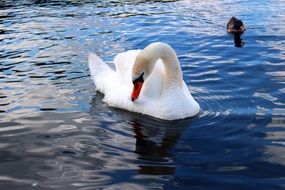 white Swan looking at Water