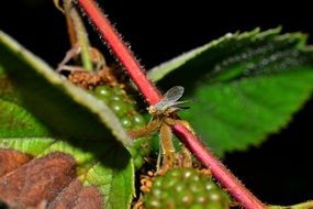 fly in raspberry bush close-up