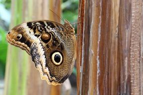 owl butterfly on the tree trunk