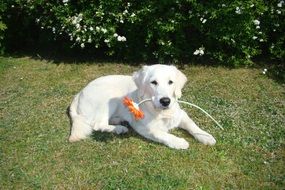 white Dog with Flower