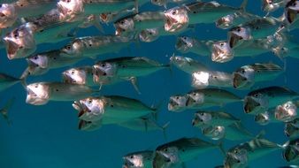 flock of fish in the red sea