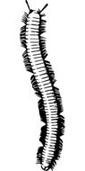 black and white graphic image of a caterpillar in detail
