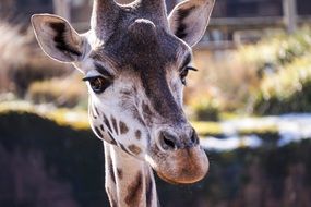 giraffe in zoo, head close up