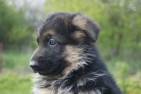 German Shepherd puppy on a background of green trees
