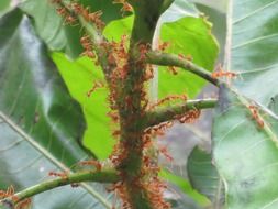 Large red ants