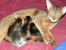 cat with kittens on the bedspread