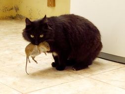 Cat with the mouse