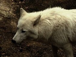 foraging white wolf