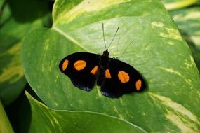 black butterfly on a green leaf