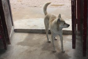 dog near the front door