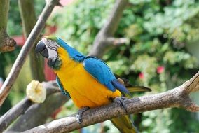 large parrot on a branch