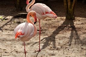 pink flamingos stand on one leg on the ground