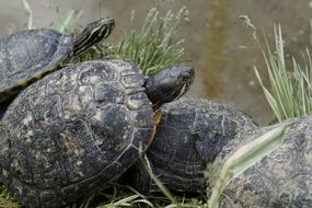 mating of water turtles