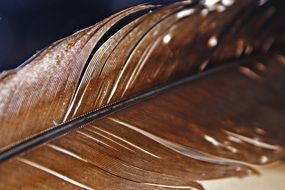 brown bird feather close-up