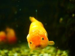 enchanting Goldfish