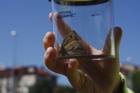 Butterfly in glass jar in hand