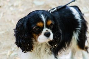 leashed cavalier king charles spaniel