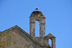 stork nest on cathedral in Portugal