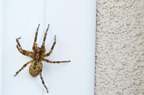 zoropsis spinimana Spider, top view