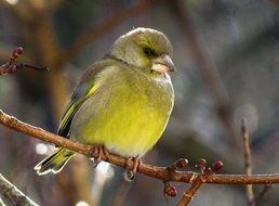 Passerine Periwinkle Bird