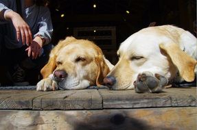pair of drowsing dogs