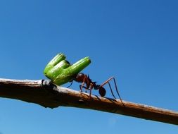 ant on a tree branch