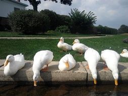 a flock of beautiful white ducks are drinking water from the pond near the grass