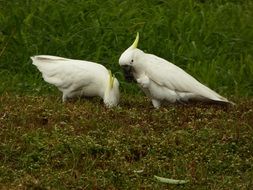 Bird Cockatoo