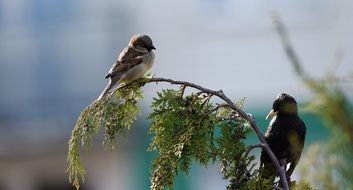 birds in springtime