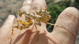 Picture of Insect on a hand