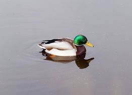 floating drake