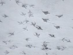 bird tracks on the snow