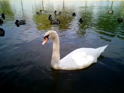 white swan among ducks in a pond