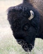 grazing buffalo